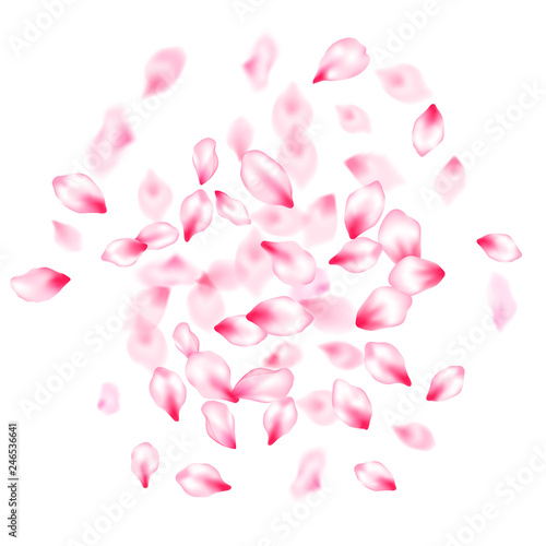 Spring blossom isolated petals flying