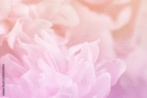 Beautiful flowers made with color filters in soft color and blur style for background © jintana