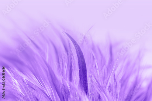 Purple chicken feathers in soft and blur style for background