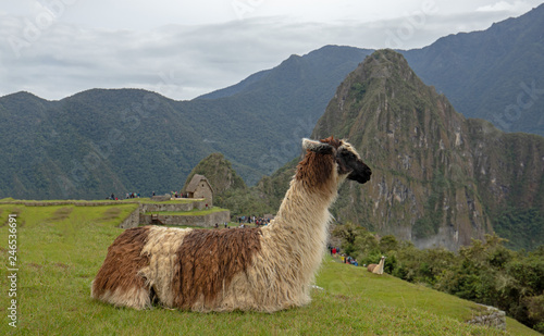 Llama laying down at Machu Picchu in Peru South America © htrnr