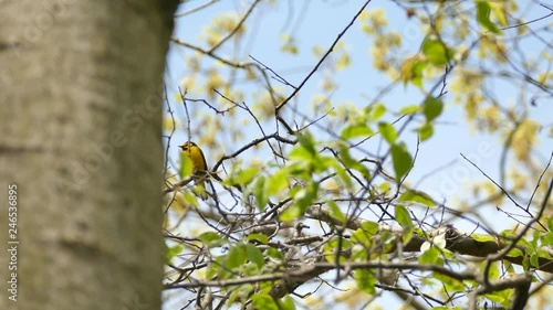 Hooded warbler bird vocalising atop tree on clear blue sky and green leaves photo