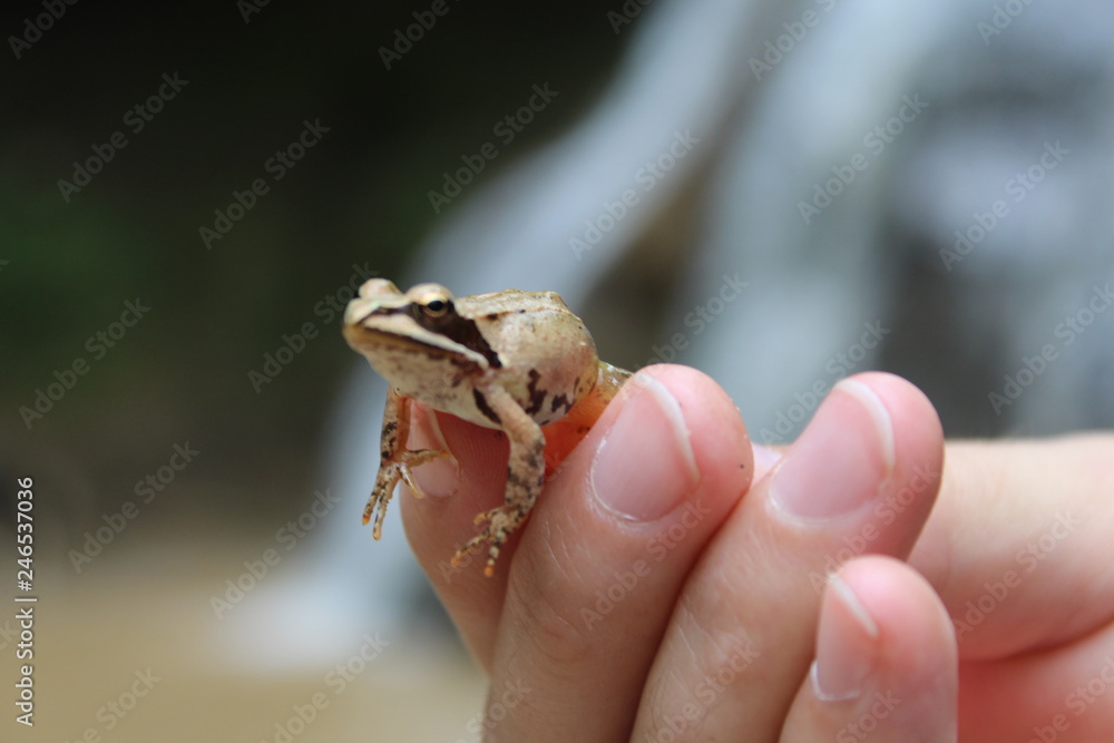 frog in the hand