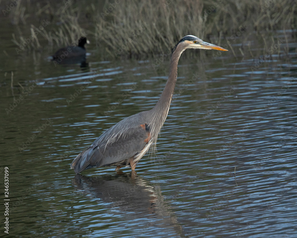 Obraz premium Great blue heron seen in the wild in North California at sunset