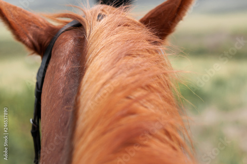 portrait of a horse, from the rider's perspective.