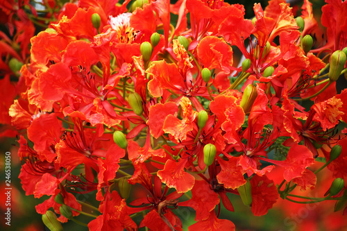 Flame Tree red colour or peacock flower with green leaf.