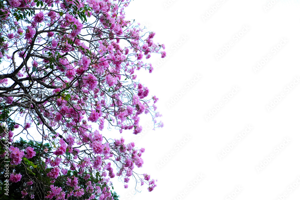 Pink trumpet tree Pink trumpet tree