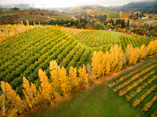 orchard in Autumn