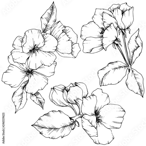 Vector Apple blossom floral botanical flower. Black and white engraved ink art. Isolated flowers illustration element.