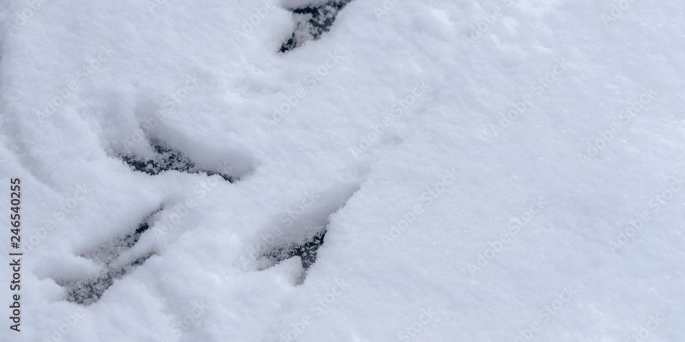 Animal tracks on a fresh layer of smooth snow
