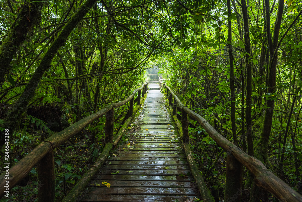 Wooden bridge walkway in to the rain forest Wooden bridge walkway in to the rain forest