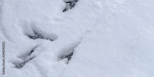 Animal tracks on a fresh layer of smooth snow