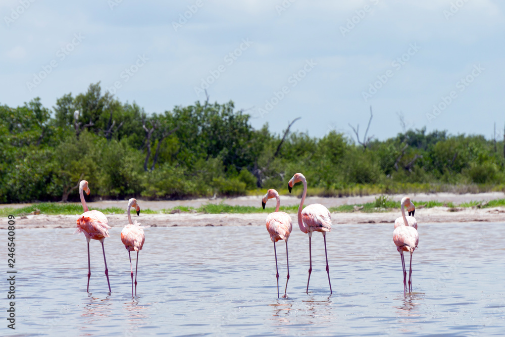 Flamingos at Rio Lagartos, Yucatan, Mexico