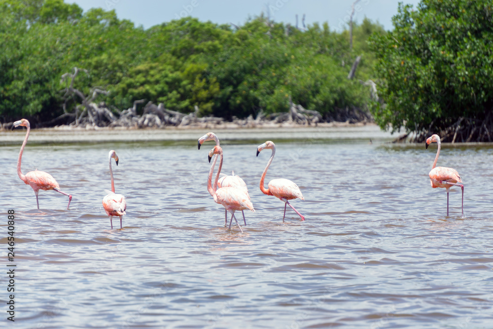 Flamingos at Rio Lagartos, Yucatan, Mexico