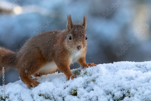 red squirrel, Sciurus vulgaris, eating, running on a branch and ground on snow during winter, january in scotland. © Paul