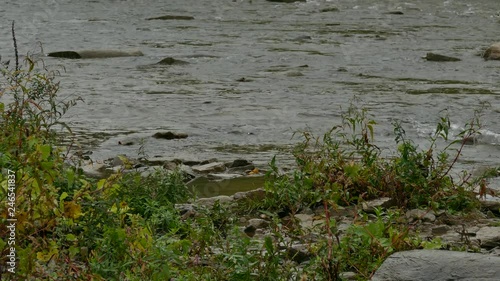 Big fish surpassing water level swims up the current during famous salmon run photo