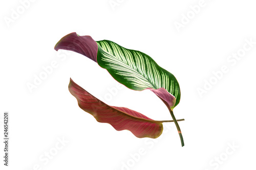 Calathea ornata (ย pin - strip calathea) tropical  leaves isolated on white background. photo