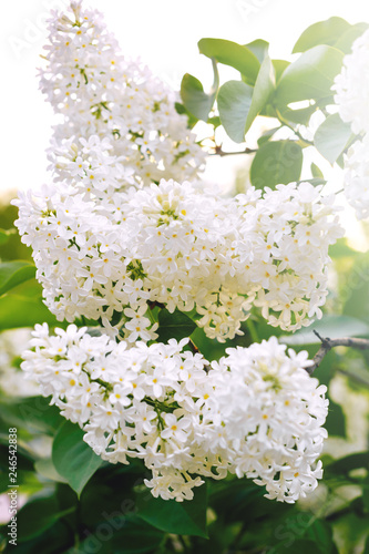 white lilac bush blooming in May day .