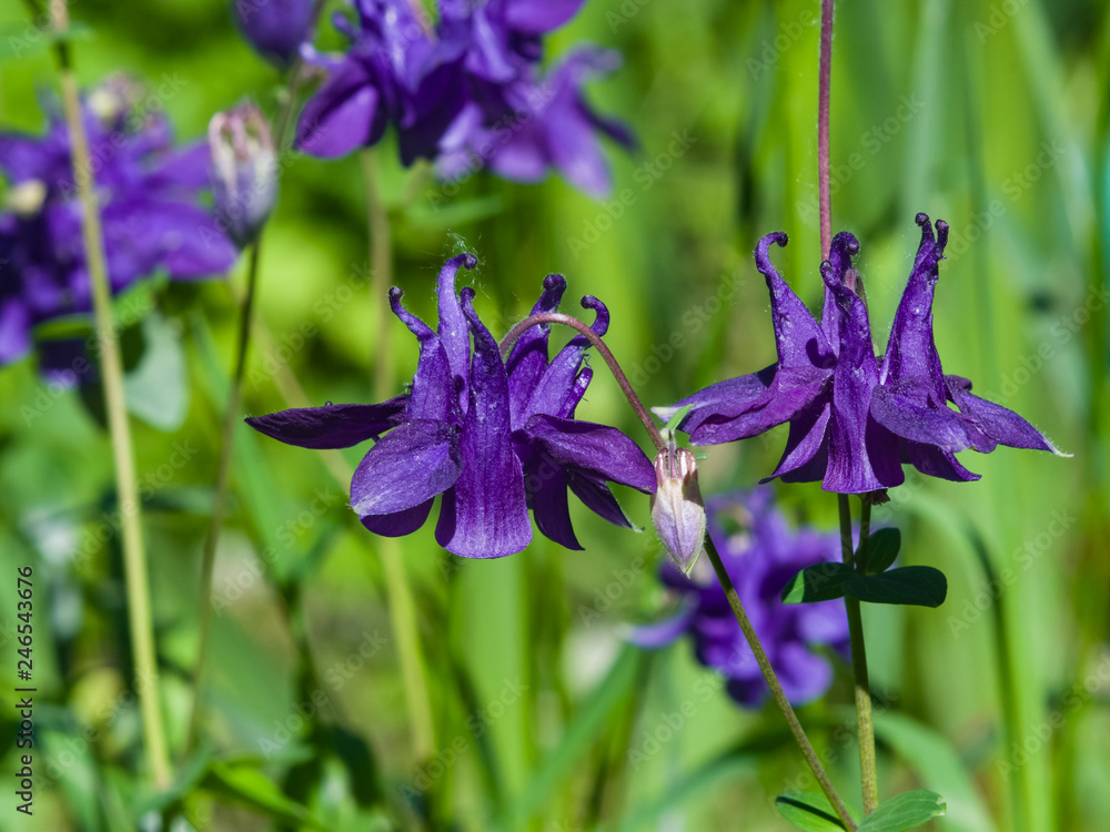 Violet flowers of European or Common columbine, Aquilegia vulgaris, close-up, selective focus, shallow DOF Violet flowers of European or Common columbine, Aquilegia vulgaris, close-up, selective focus, shallow DOF