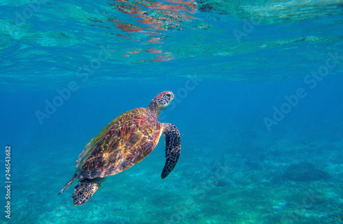 Sea turtle in blue water. Endangered marine turtle undersea photo. Oceanic animal in wild nature.