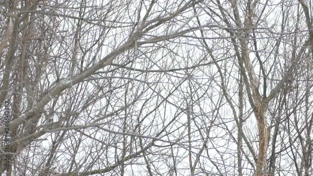 Barred Owl flies off of branch in winter to fly towards the ground Barred Owl flies off of branch in winter to fly towards the ground