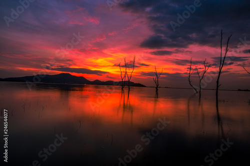 The background of the twilight light in the evening on the lake  with a perennial tree on the water  is a natural beauty.