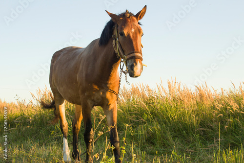 The horse walks in the field. Beautiful horse for a walk. Summer is in full swing. Green grass and brown lodge. The horse eats weed.