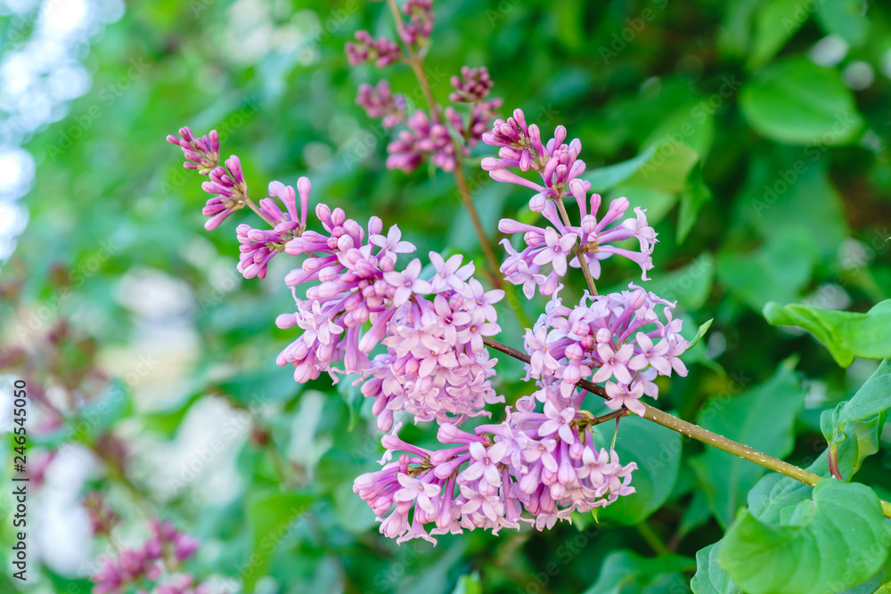 Blooming purple lilac. Spring vibes. Blooming purple lilac. Spring vibes.