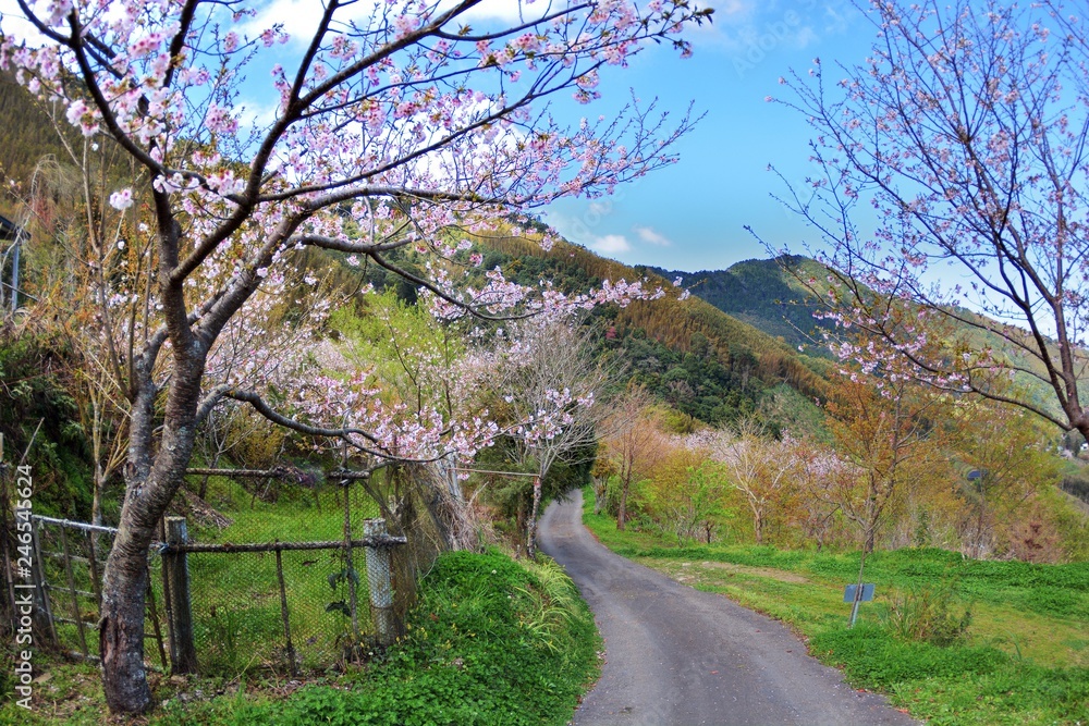 Blooming peach flowers in winter,Taiwan Blooming peach flowers in winter,Taiwan