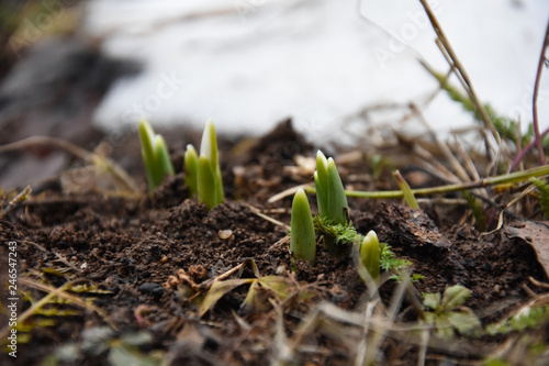 First spring burgeon of snowdrops through the snow. Concept of spring and new life