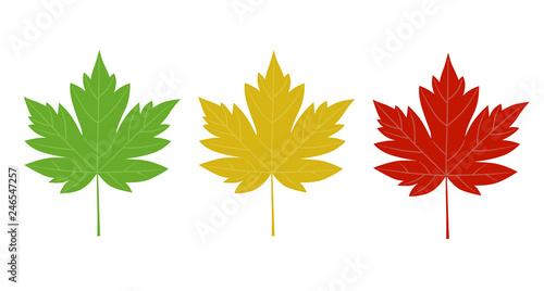 Maple illustration set