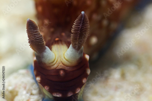Underwater close-up photography of a nudibranch. photo