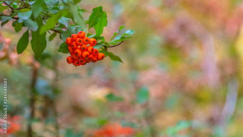 Close up of a plant with small round red fruits Close up of a plant with small round red fruits