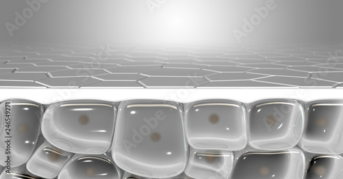 Bilde på lerret Skin Dermis Cross Section