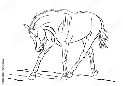 Sketch of a trotting horse.