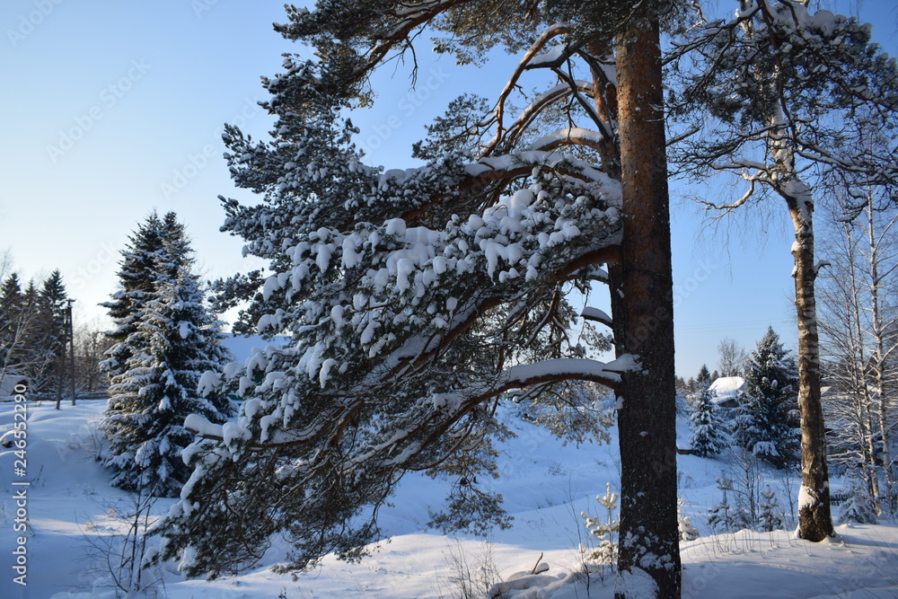 Fototapeta premium trees in winter