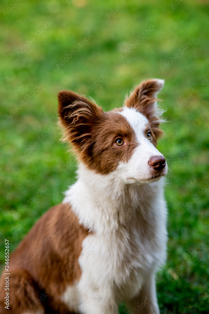 Brown border collie dog sitting on the ground Brown border collie dog sitting on the ground
