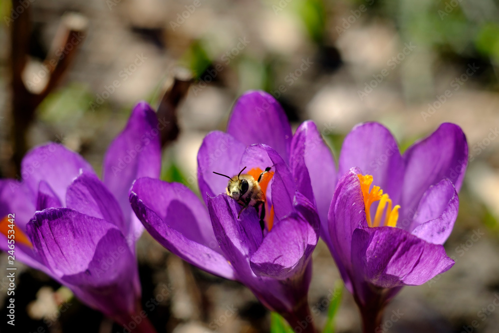 Fototapeta premium bee on a flower