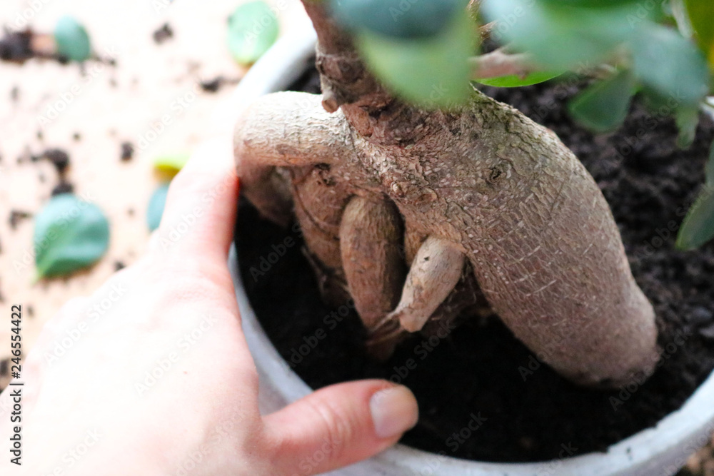 Woman's hands transplanting plant