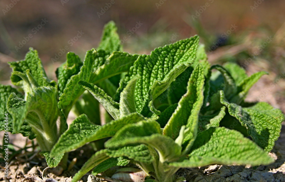 Green leaves in spring Green leaves in spring