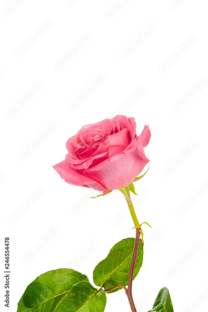 red rose with green leaves isolated on white background