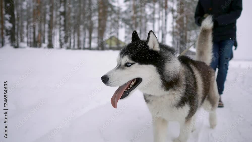 Close - up of the Siberian husky walks with his family in love couple through the winter forest in slow motion Close - up of the Siberian husky walks with his family in love couple through the winter forest in slow motion