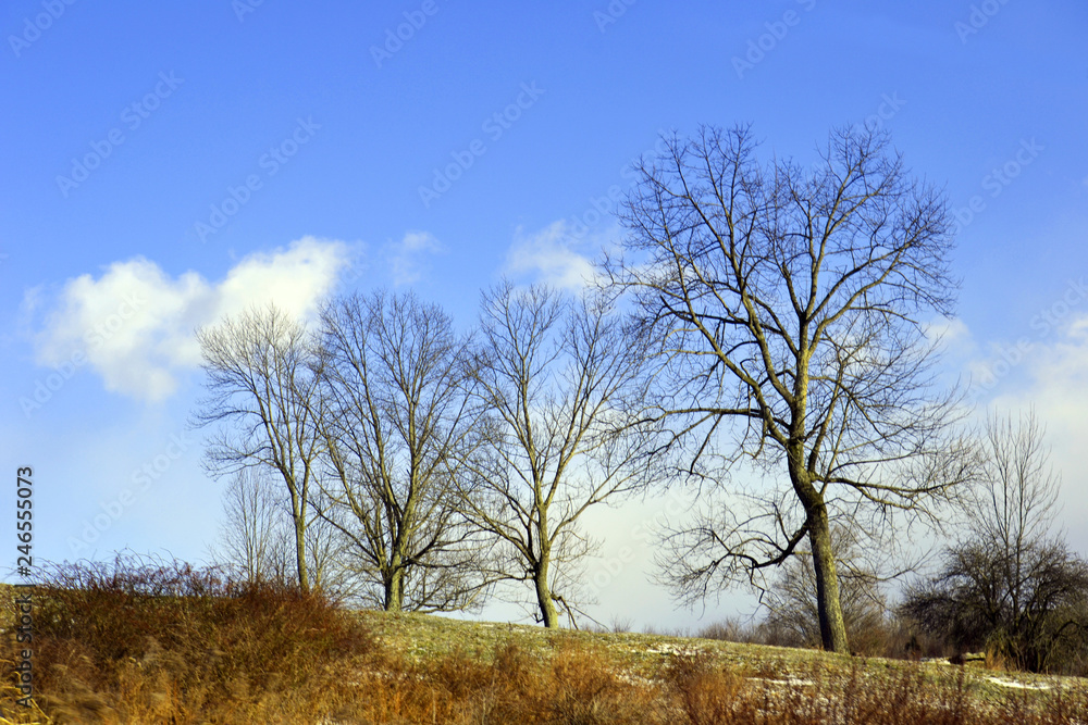 Trees on Hill in Winter Trees on Hill in Winter