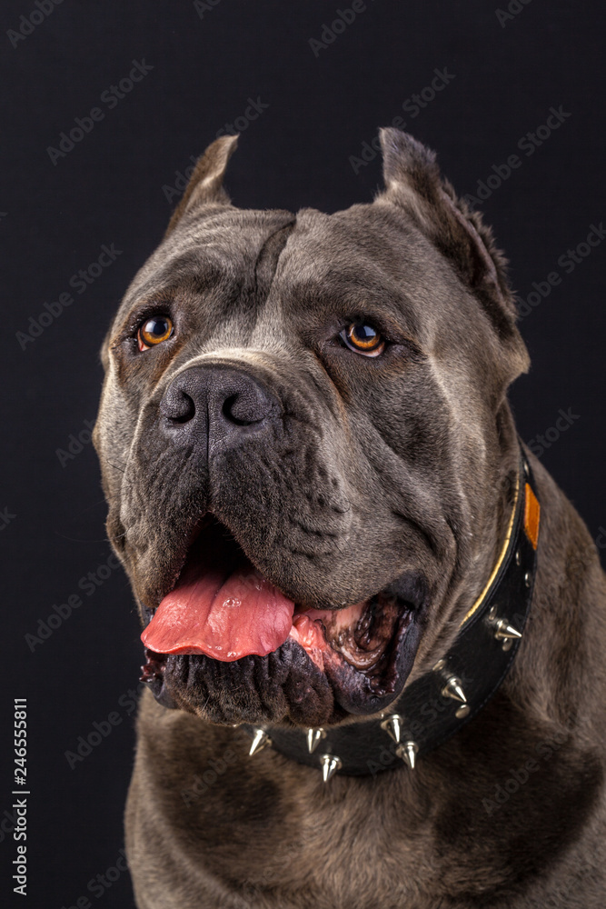 cane corso portrait in studio with black background cane corso portrait in studio with black background