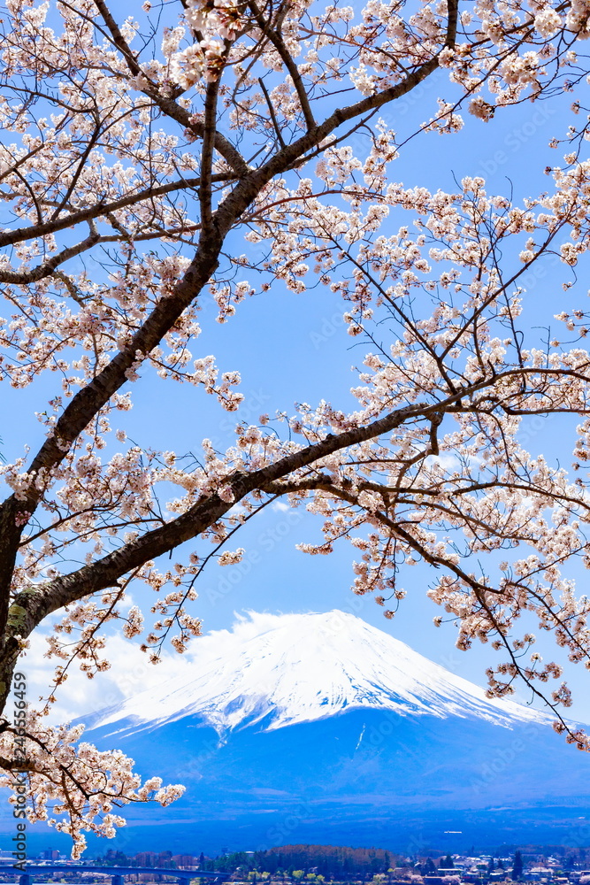 富士山と桜、山梨県河口湖にて 富士山と桜、山梨県河口湖にて