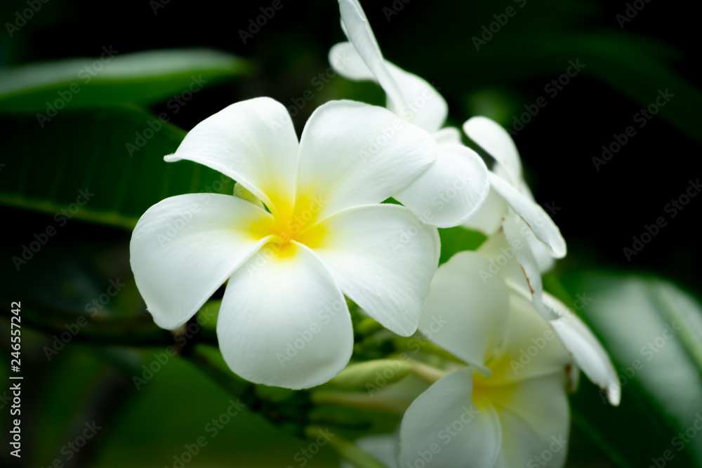 Plumeria Plumeria