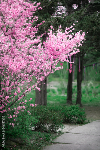 Cherry Blossoms. Beautiful spring garden. Trees and grass