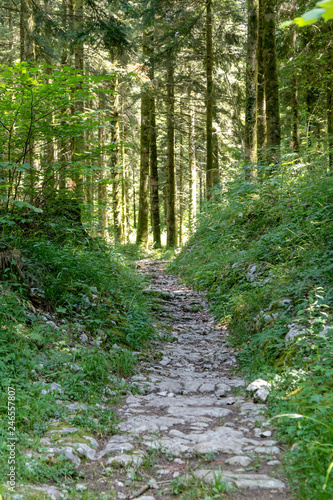 Roman road in the forest near the fir road, route des sapins in France. © jefwod