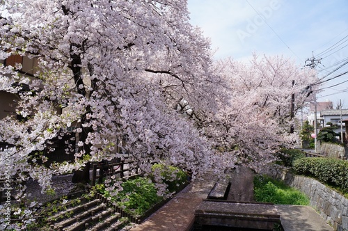 川崎・二ヶ領用水の桜並木 photo