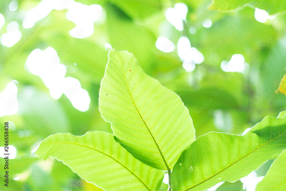 Fototapeta premium Leave background