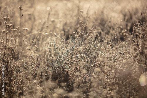 Dry grass in the morning at sunrise